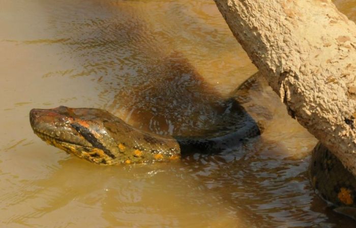 rescuing an anaconda