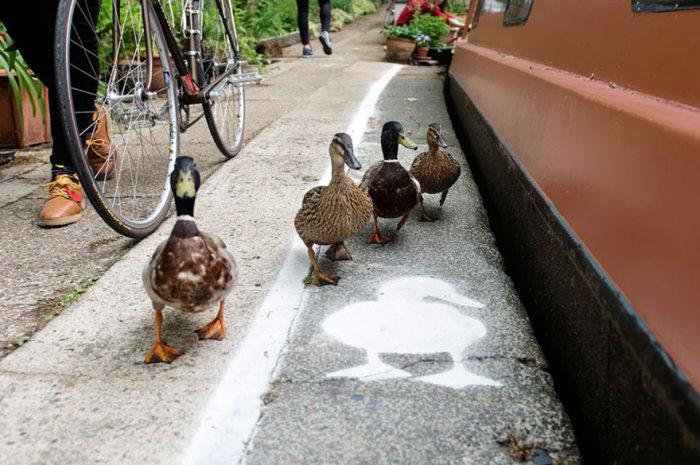 Duck lanes by The Canal & River Trust