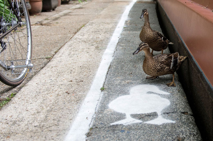 Duck lanes by The Canal & River Trust