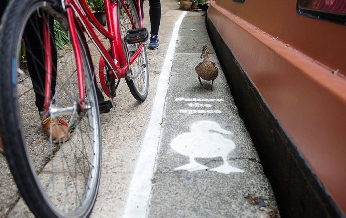 Duck lanes by The Canal & River Trust