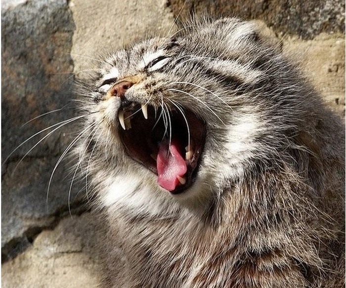 pallas cat manul yawning