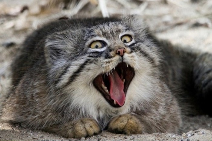 pallas cat manul yawning