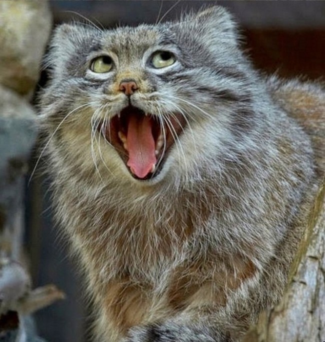 pallas cat manul yawning