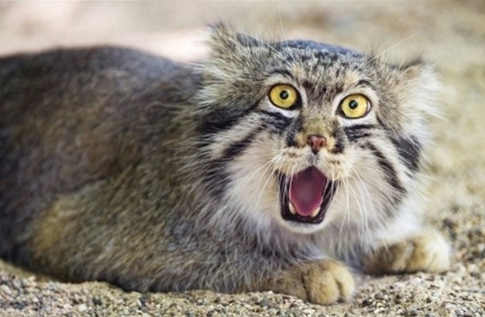 pallas cat manul yawning