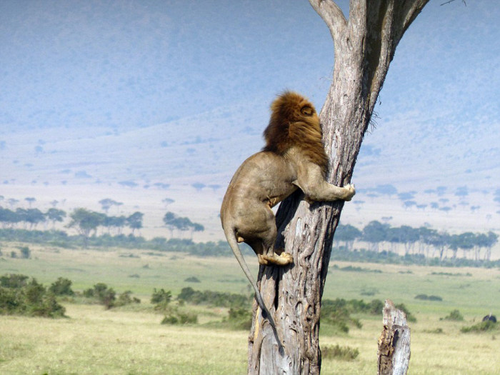 lion climbs tree to escape a buffalo herd