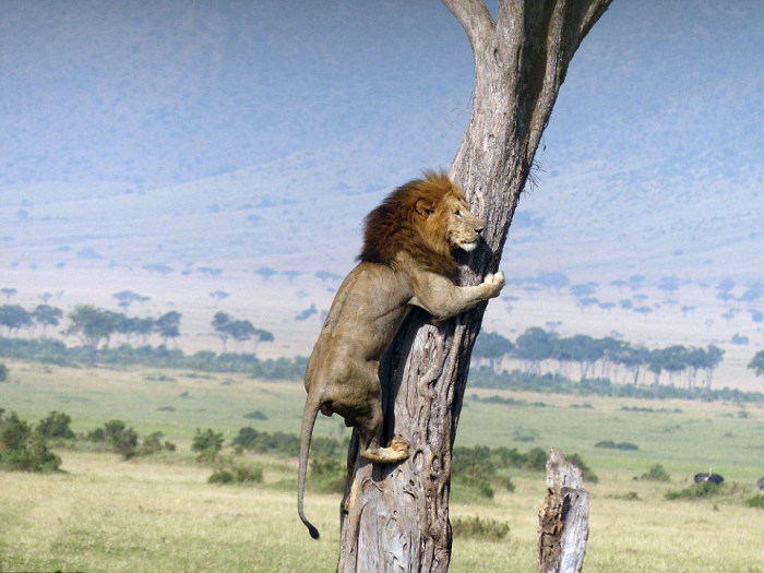 lion climbs tree to escape a buffalo herd