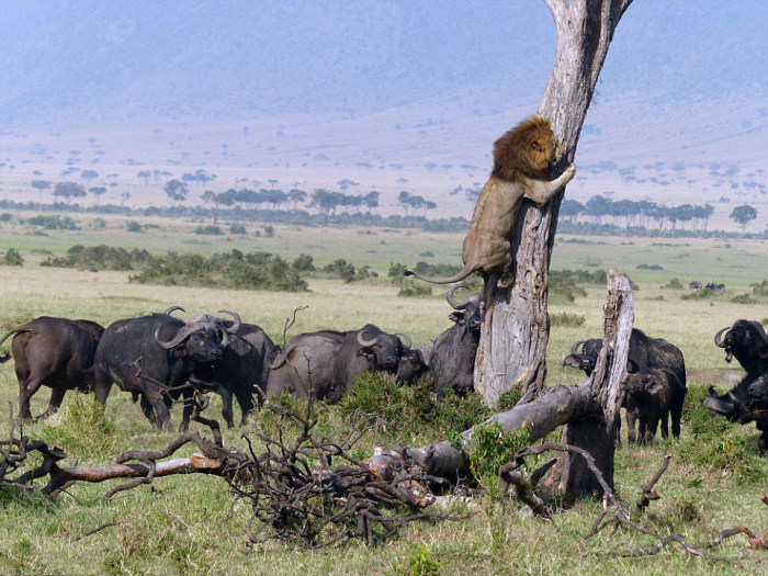 lion climbs tree to escape a buffalo herd