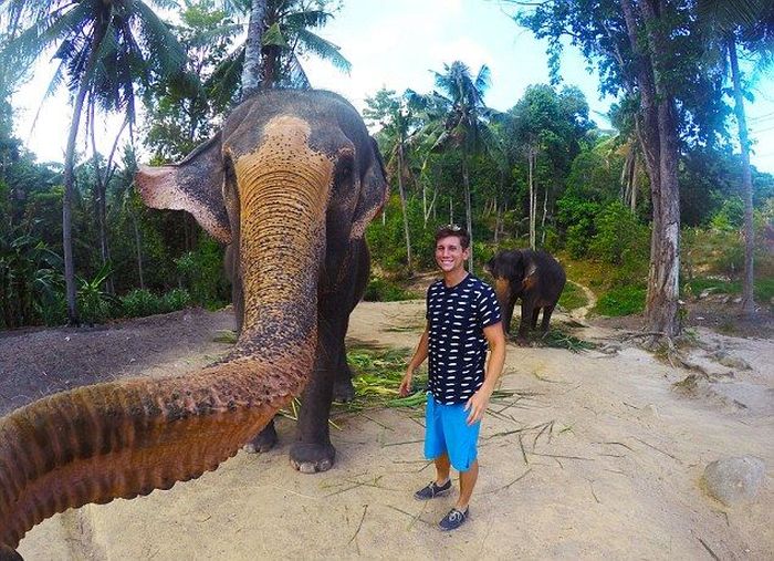elephant taking a selfie