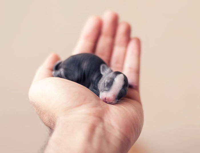 cute bunny rabbit growing