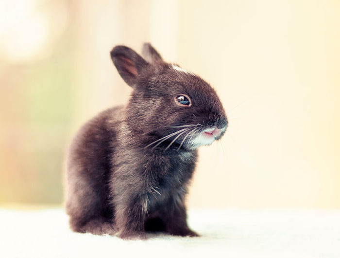 cute bunny rabbit growing