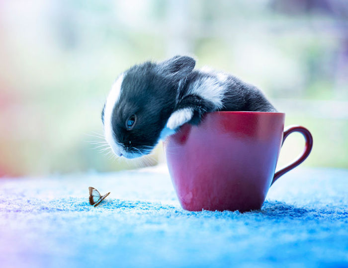 cute bunny rabbit growing