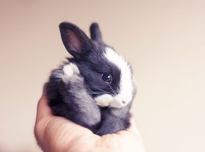 cute bunny rabbit growing