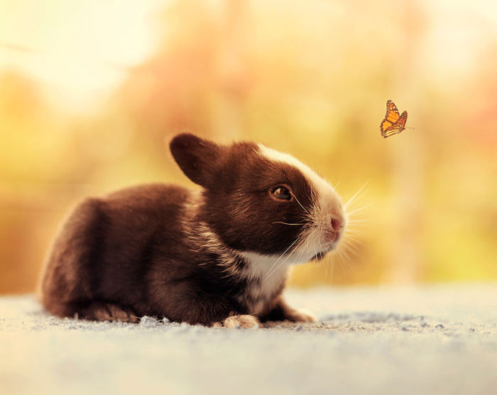 cute bunny rabbit growing