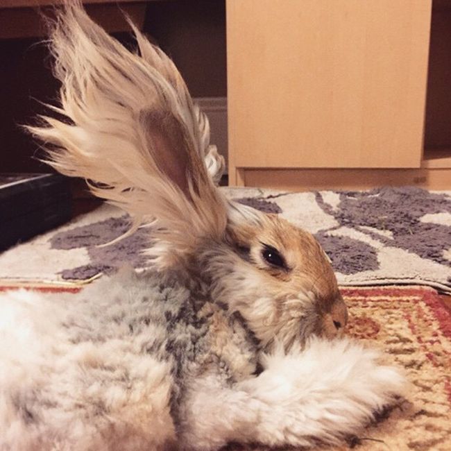 cute bunny rabbit with big ears