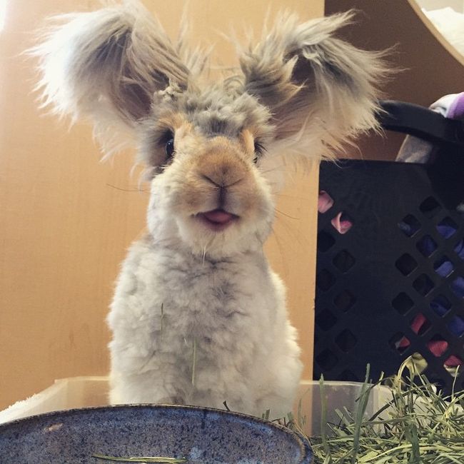 cute bunny rabbit with big ears