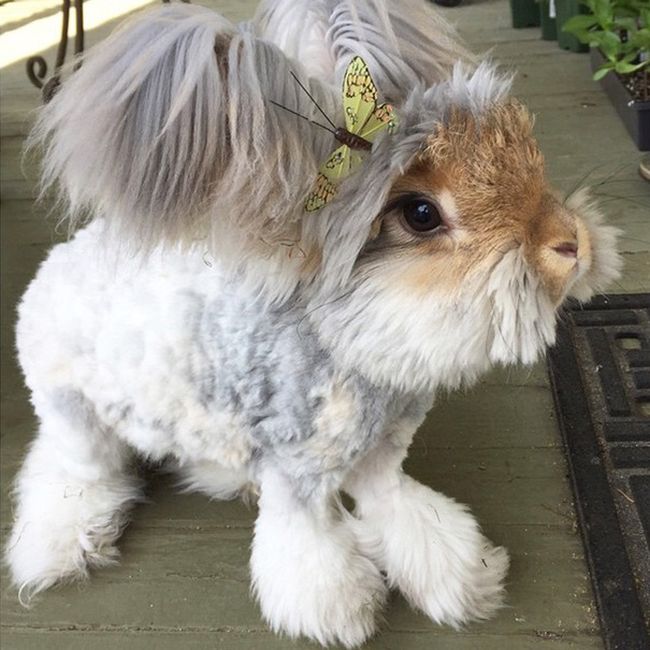 cute bunny rabbit with big ears