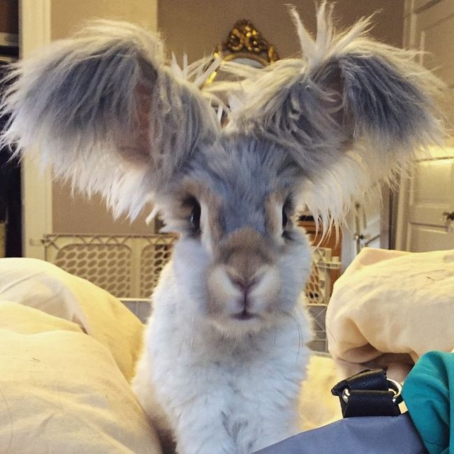 cute bunny rabbit with big ears