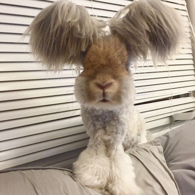 cute bunny rabbit with big ears