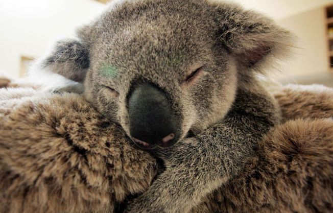 baby koala hugs mother during surgery