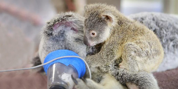 baby koala hugs mother during surgery