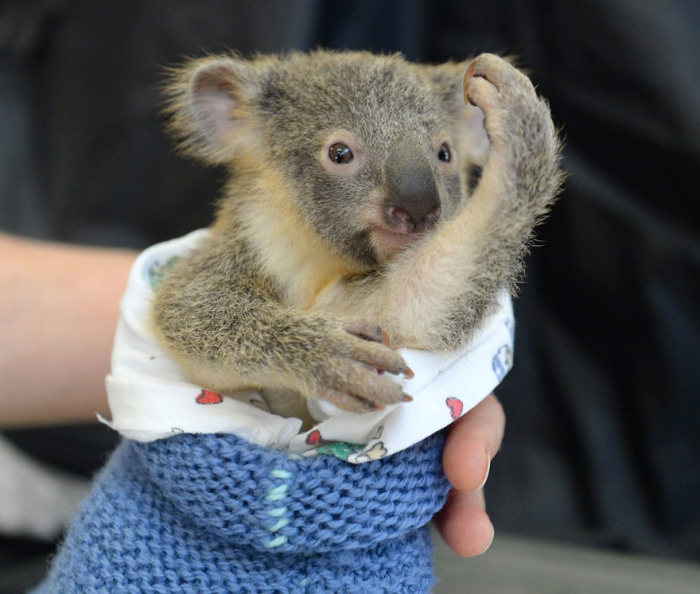 baby koala hugs mother during surgery