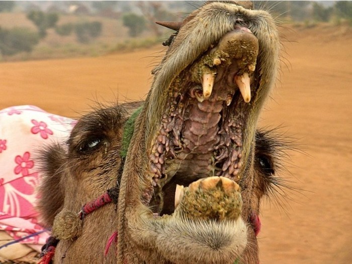 camel mouth