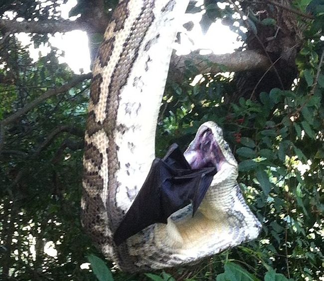 python swallows a bat