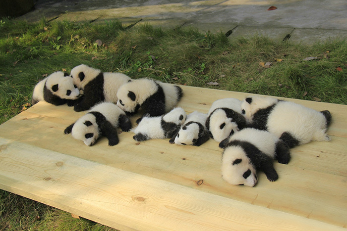 Giant Panda Breeding, Chengdu Research Base, Chengdu, Sichuan, China