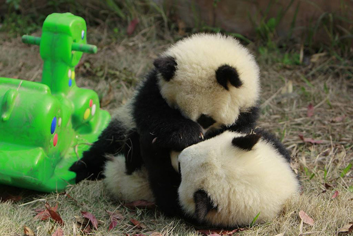 Giant Panda Breeding, Chengdu Research Base, Chengdu, Sichuan, China