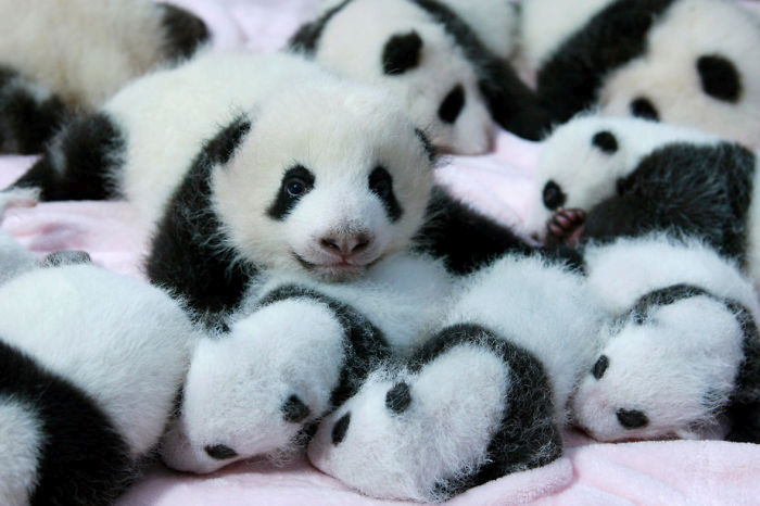 Giant Panda Breeding, Chengdu Research Base, Chengdu, Sichuan, China