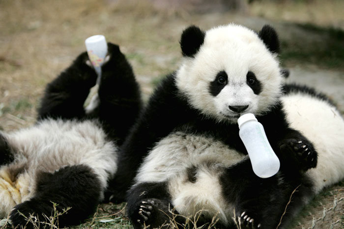 Giant Panda Breeding, Chengdu Research Base, Chengdu, Sichuan, China