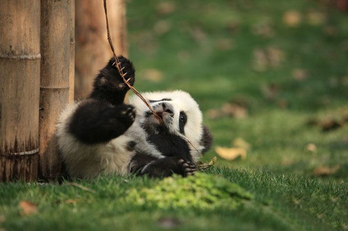 Giant Panda Breeding, Chengdu Research Base, Chengdu, Sichuan, China