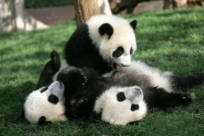 Giant Panda Breeding, Chengdu Research Base, Chengdu, Sichuan, China