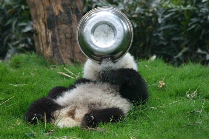 Giant Panda Breeding, Chengdu Research Base, Chengdu, Sichuan, China