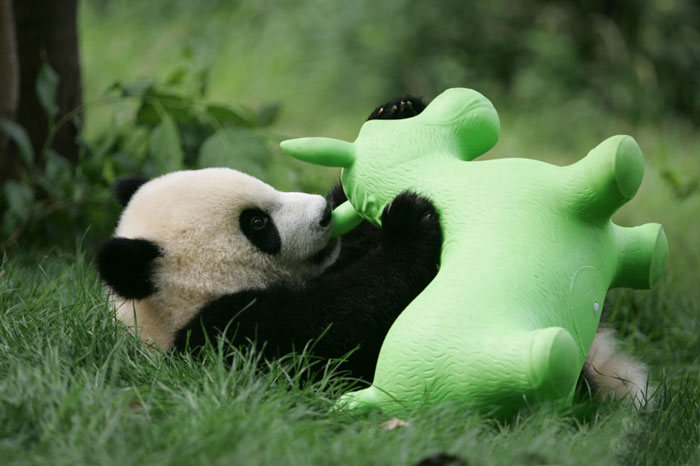 Giant Panda Breeding, Chengdu Research Base, Chengdu, Sichuan, China