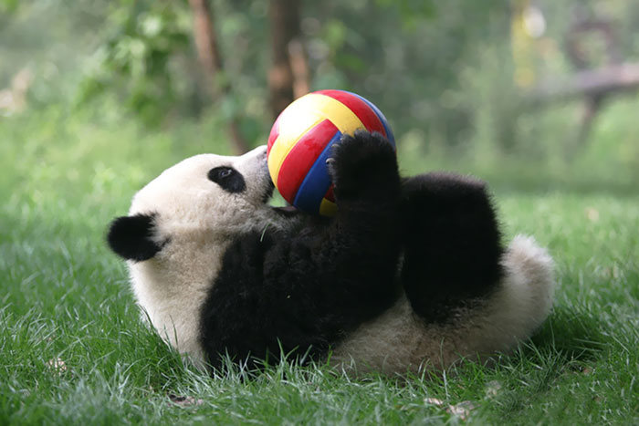 Giant Panda Breeding, Chengdu Research Base, Chengdu, Sichuan, China