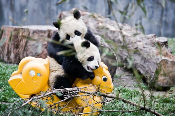 Giant Panda Breeding, Chengdu Research Base, Chengdu, Sichuan, China