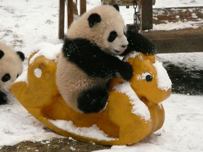 Giant Panda Breeding, Chengdu Research Base, Chengdu, Sichuan, China