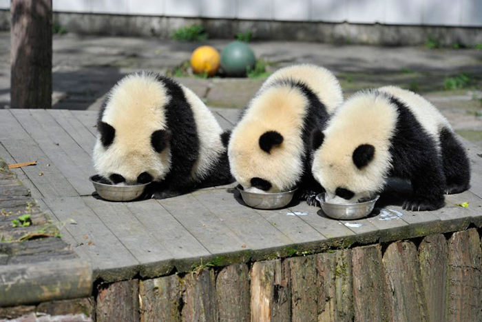 Giant Panda Breeding, Chengdu Research Base, Chengdu, Sichuan, China