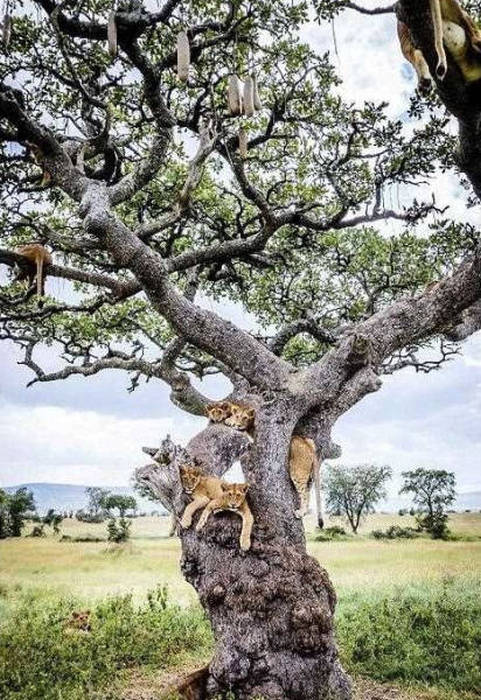 lions on the tree