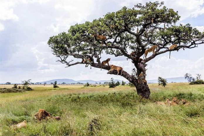 lions on the tree