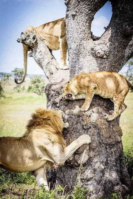 lions on the tree