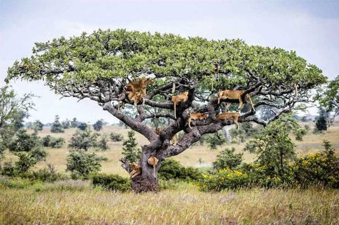 lions on the tree