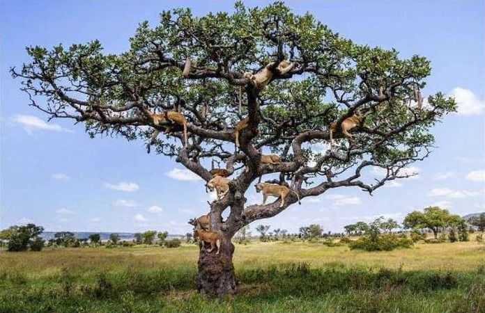 lions on the tree