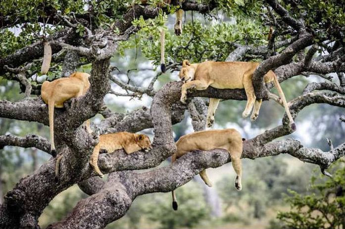 lions on the tree