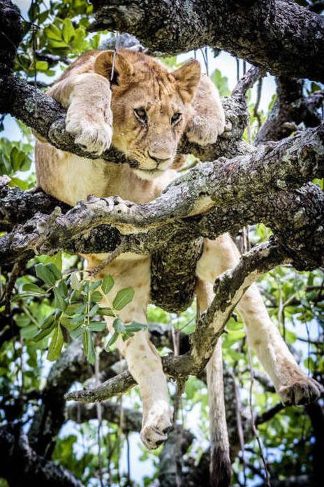 lions on the tree