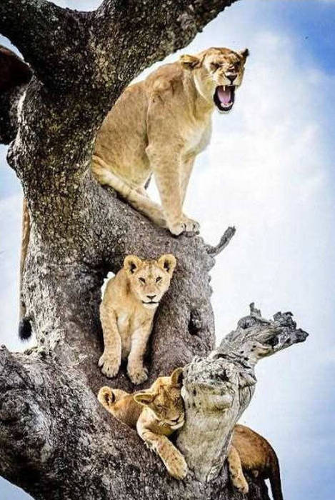 lions on the tree