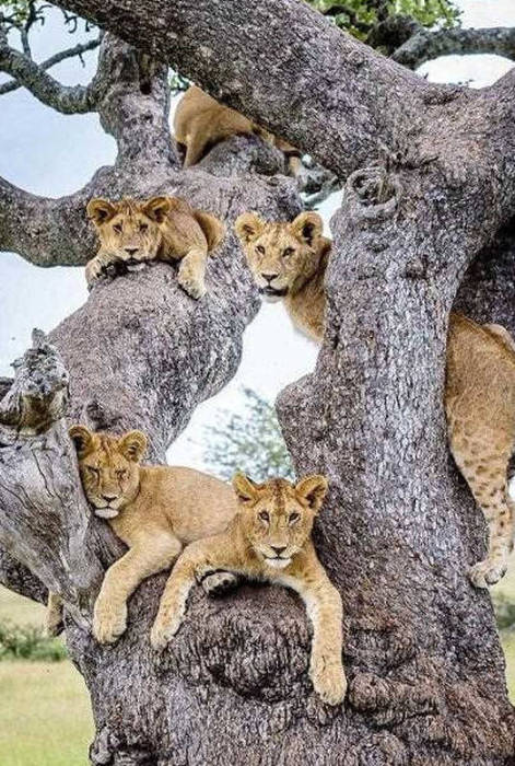 lions on the tree