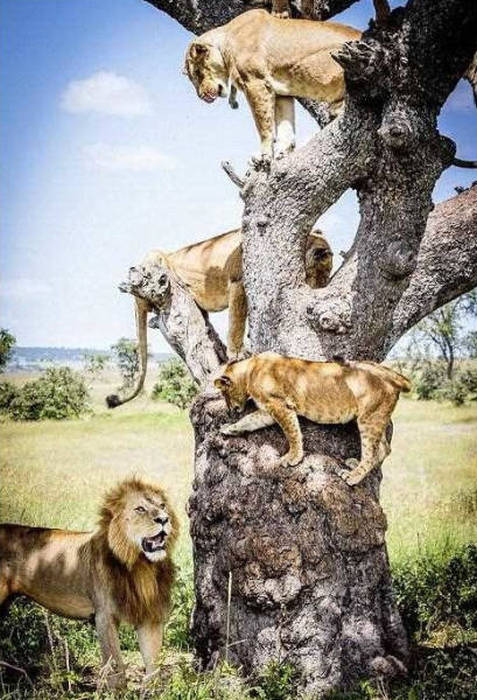 lions on the tree