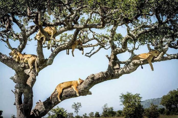 lions on the tree